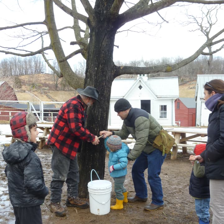 Maple sugar maker Rich Focht supervises as Eric Talbot of Ossining helps his daughter Berinice, 3, drill into a maple tree&#x27;s bark Sunday at Muscoot Farm in Somers. Berinice loves the animals on the historic farm site, Talbot said.