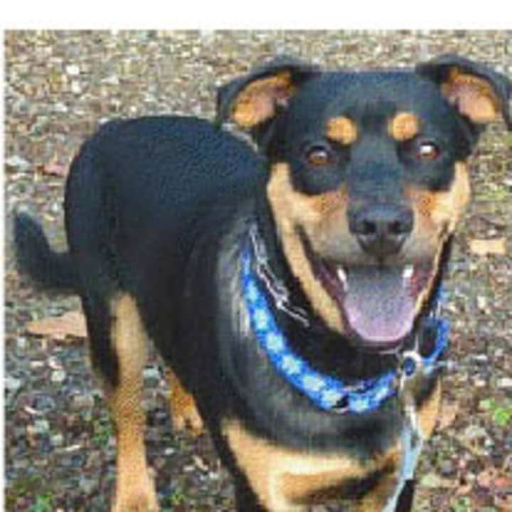 Zeus, a rottweiler/terrier mix, is one of many adoptable pets available at the Putnam Humane Society in Carmel.