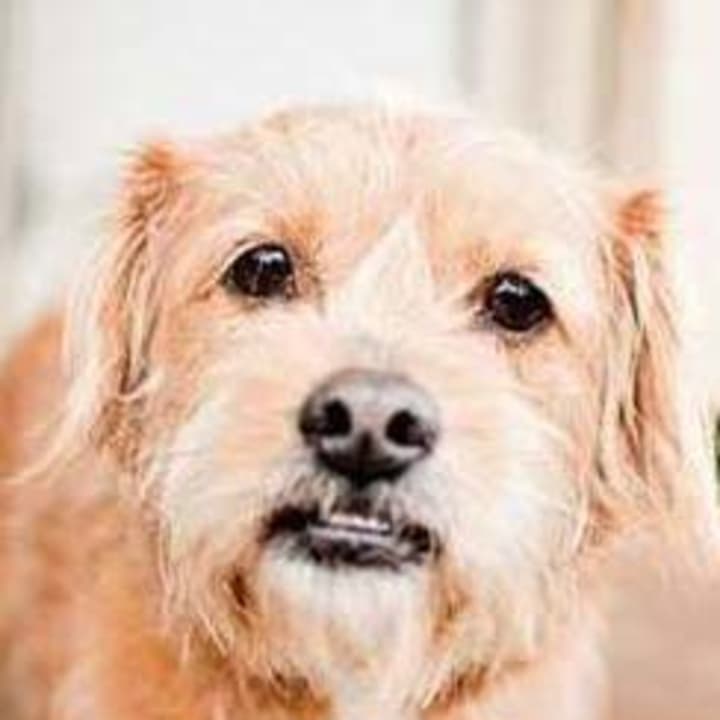 Abby, a terrier mix, is one of many adoptable pets available at the SPCA of Westchester in Briarcliff Manor.