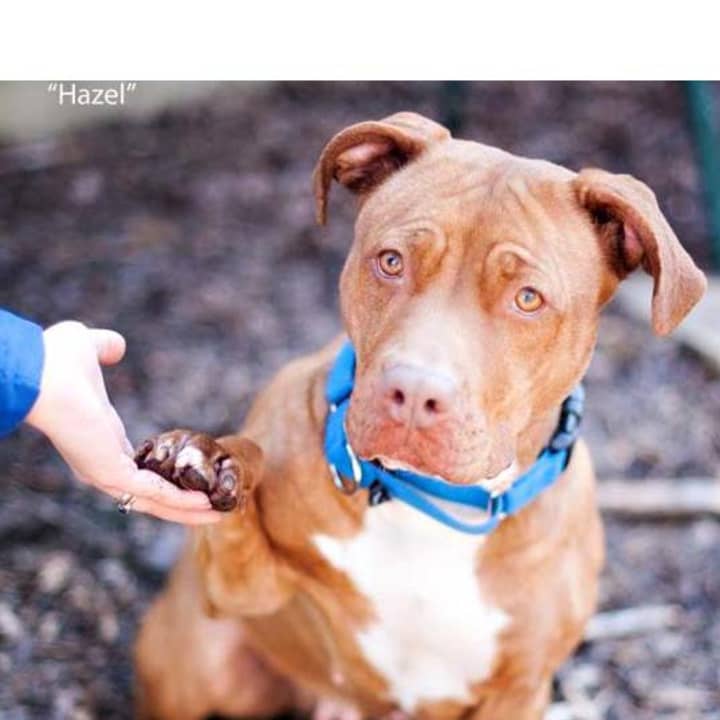 Hazel is one of many adoptable pets available at the SPCA of Westchester in Briarcliff Manor.