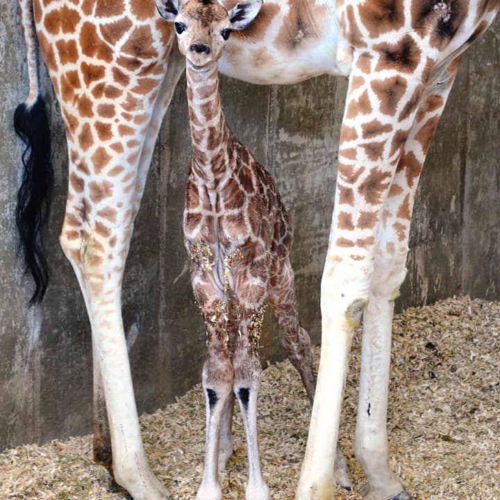 You can pick the name for the newborn Rothschild giraffe at the LEO Zoological Conservation Center.