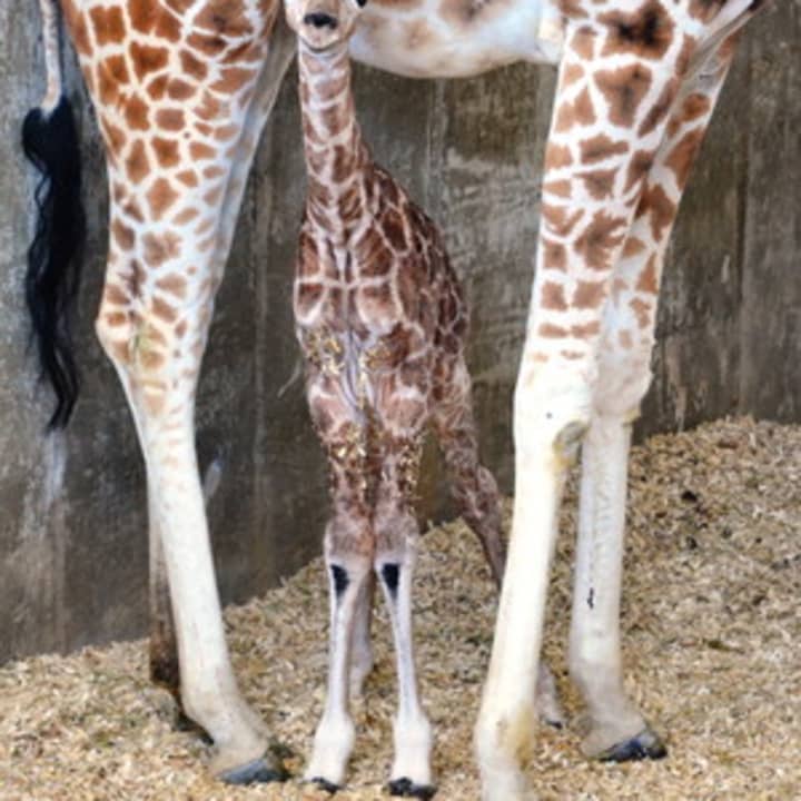 The baby giraffe was born in March at the LEO Zoological Conservation Center in Greenwich. 
