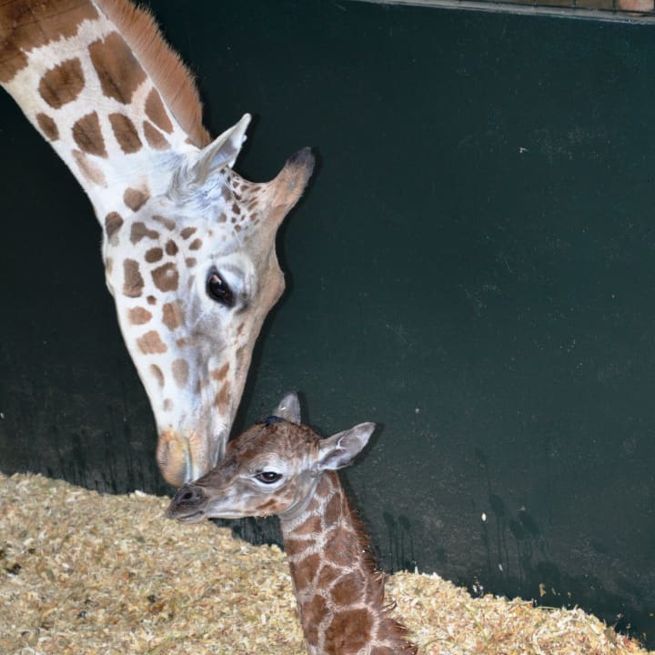 A week after being born, the LEO Zoological Conservation Center&#x27;s new giraffe has been named Sandy Hope.