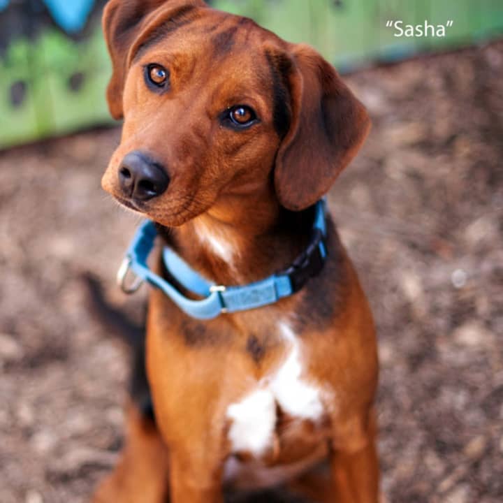 Sasha, a hound mix, is one of many adoptable pets available at the SPCA of Westchester in Briarcliff Manor.