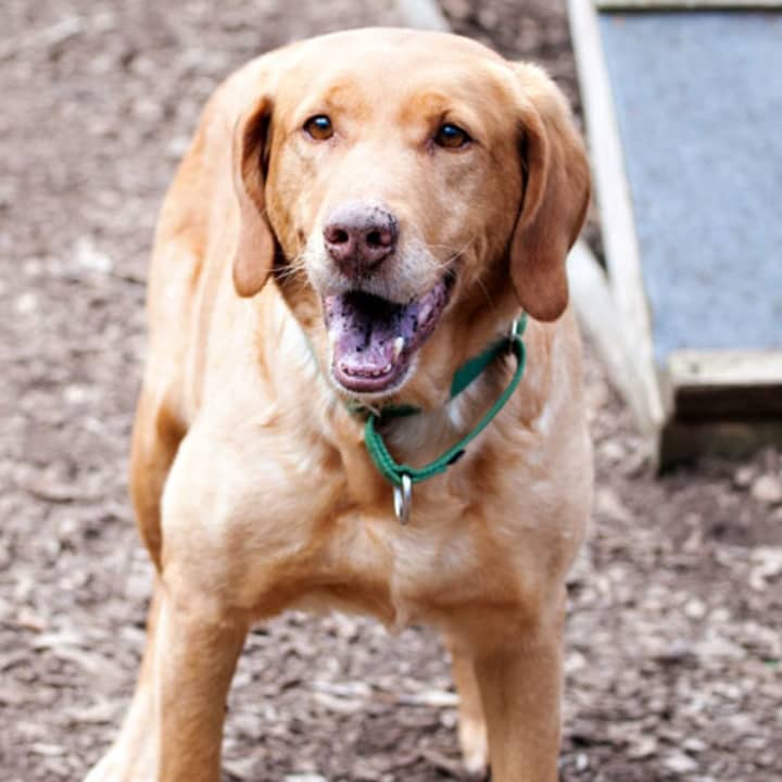 Vanna, a yellow lab mix, is one of many adoptable pets available at the SPCA of Westchester in Briarcliff Manor.