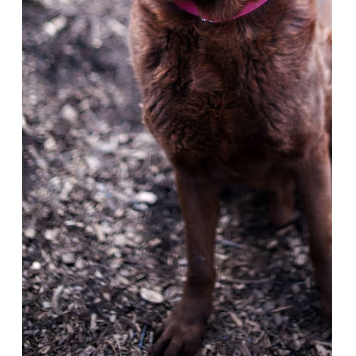 Sajek, a chocolate lab, is one of many adoptable pets available at the SPCA of Westchester in Briarcliff Manor.