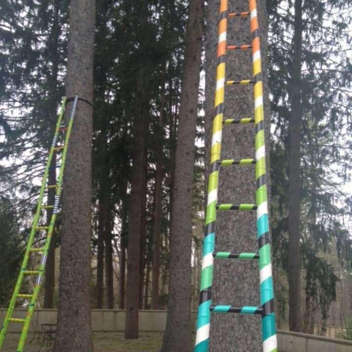 Five of the ladders lean against the property&#x27;s spruce trees.