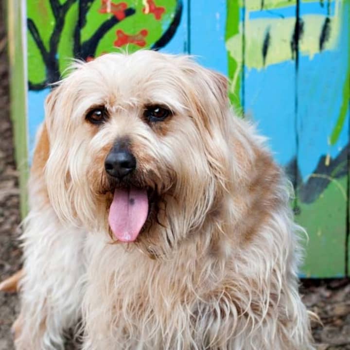 Bubbles, a wheaton terrier/wire terrier mix, is one of many adoptable pets available at the SPCA of Westchester in Briarcliff Manor.