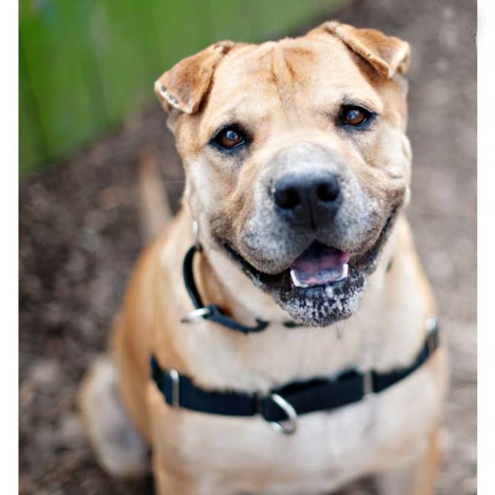 Vespa, a shar pei mix, is one of many adoptable pets available at the SPCA of Westchester in Briarcliff Manor.