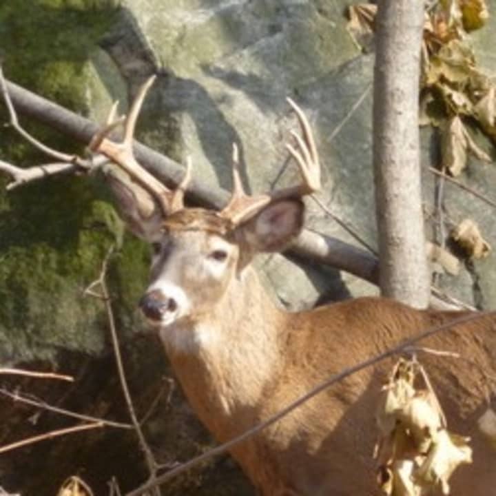 Hastings deer are the focus of a Board of Trustees plan to administer birth control.