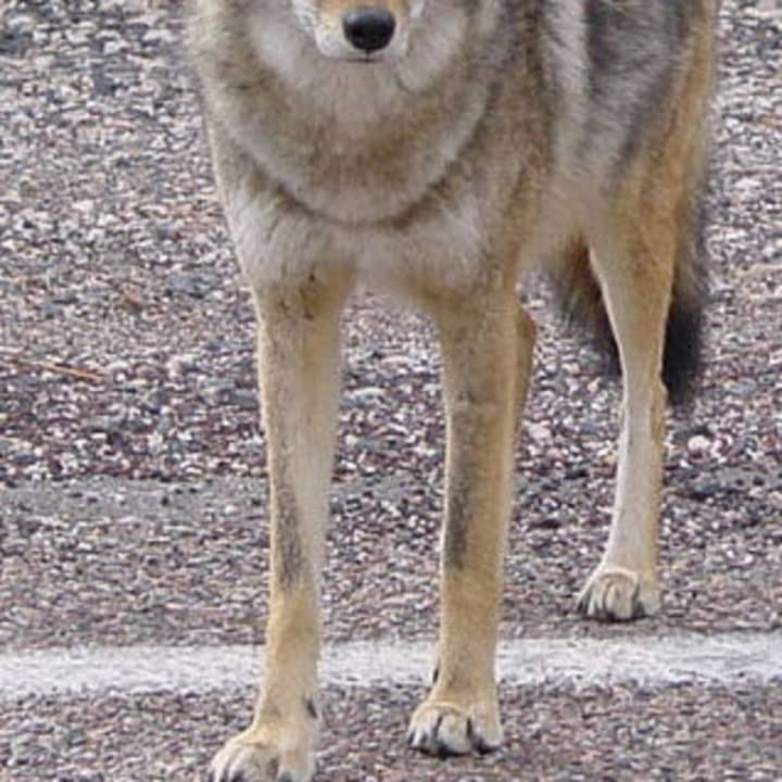 North Castle Police responded to incidents involving a coyote and strange calls.