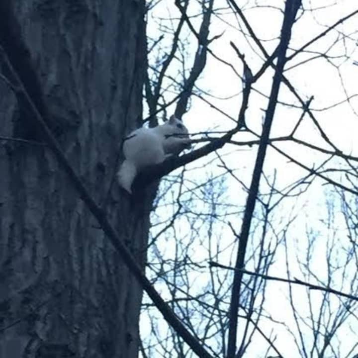 Diego Lema of Norwalk spotted this rare white squirrel up a tree at Flax Hill Park in the city.