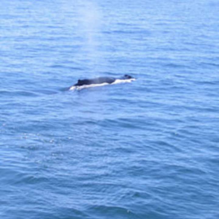 It is illegal to approach a right whale within 500 yards, unless granted specific exemption or authorization.