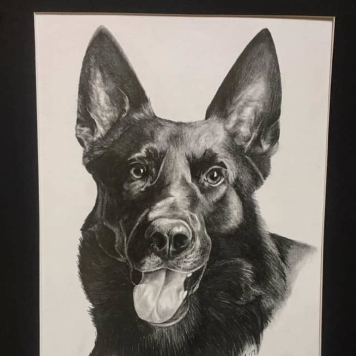 After Newtown&#x27;s previous K-9 Saint Michael (pictured) passed away in April, the Newtown Kennel Club will donate $15,000 to cover purchase and training of a new police dog.