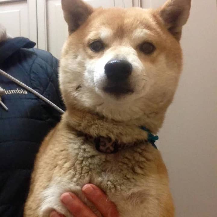 The pictured Shiba Inu was found in Harrison.