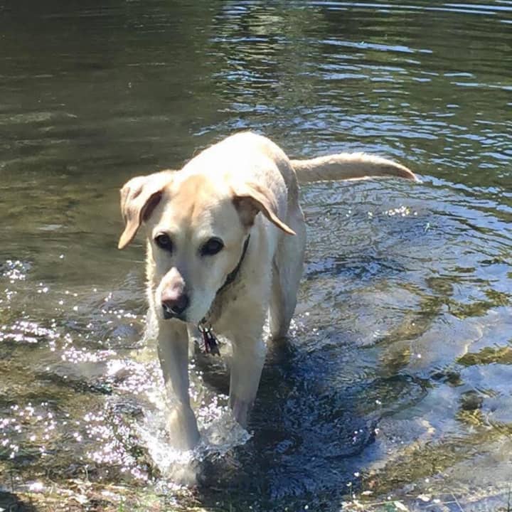 Maggie, a Yellow Labrador Retriever, has been missing since Christmas Day at 5 p.m. 