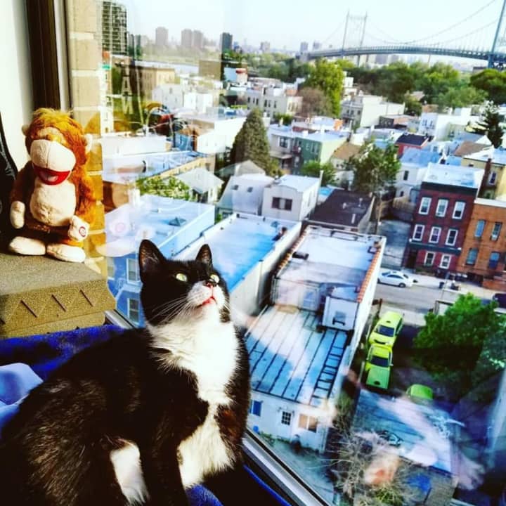 Penguino, the cat of two Scarsdale natives, has more than 12,000 followers on social media.