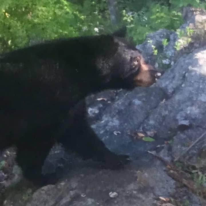 There&#x27;s been another bear sighting in the area.