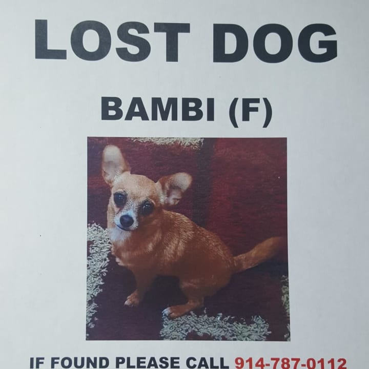Bambi has been missing from Tuckahoe since Oct. 10