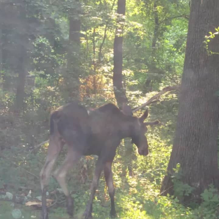 The moose that was spotted throughout Northern Westchester appears to have moved on.