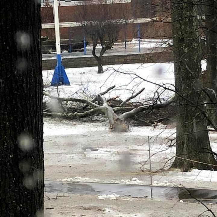 A downed tree at Edgemont High School&#x27;s campus on Friday.