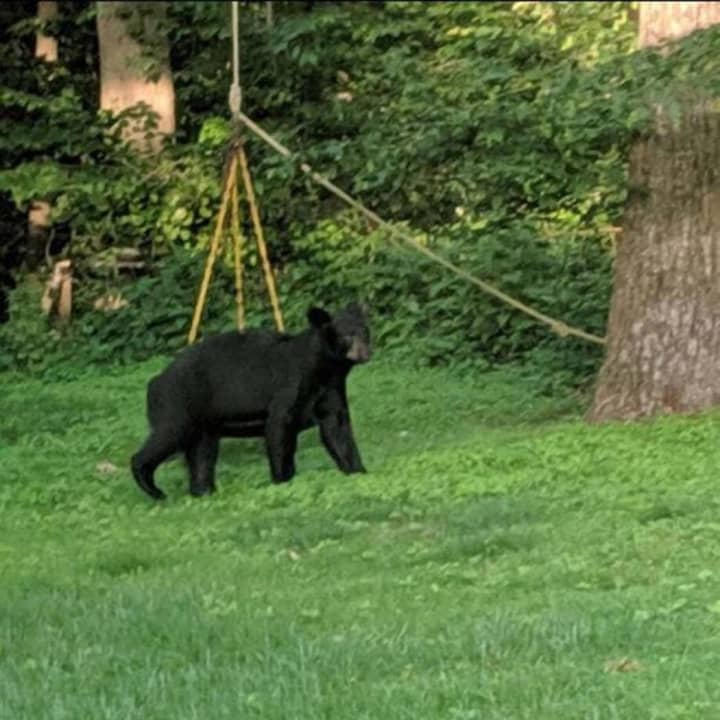 A black bear was spotted in Monroe