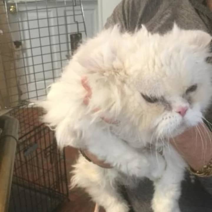 The SPCA has interviewed the woman who abandoned a severely neglected cat in a parking lot in Bedford.