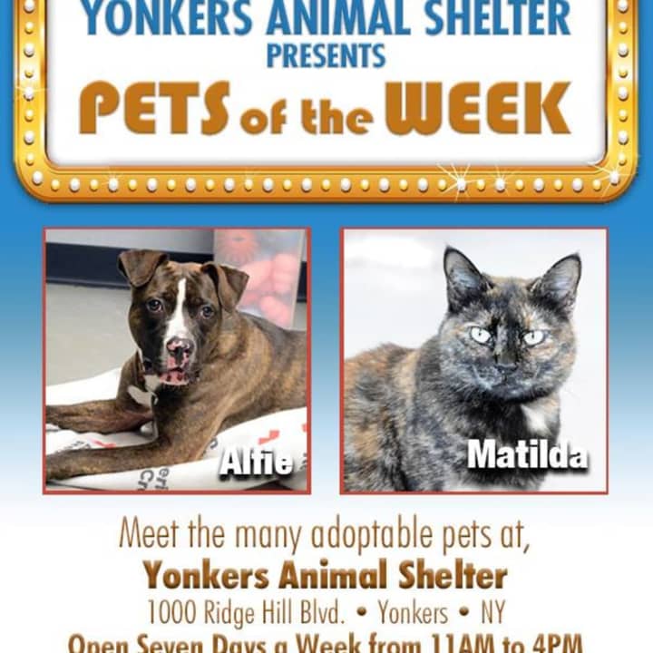 Yonkers Animal Shelter is featuring these pets of the week.