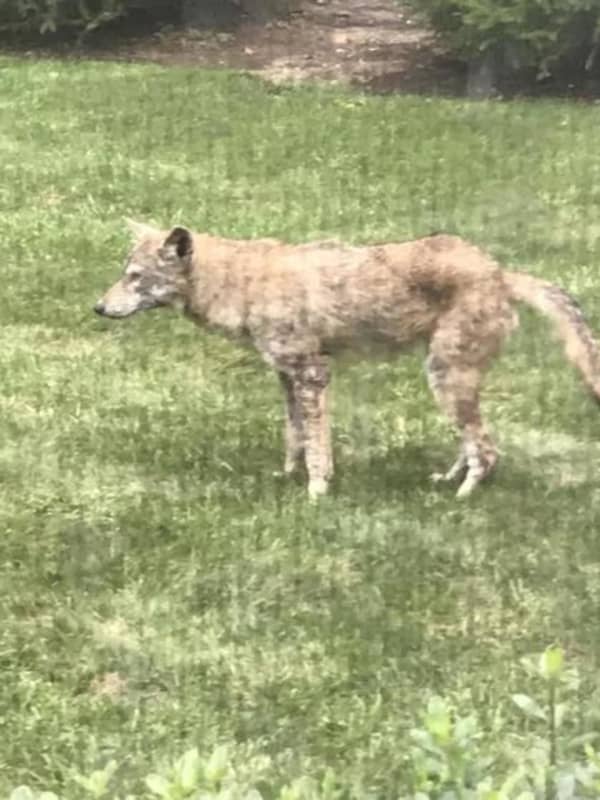 New Coyote Sighting Reported In Westchester
