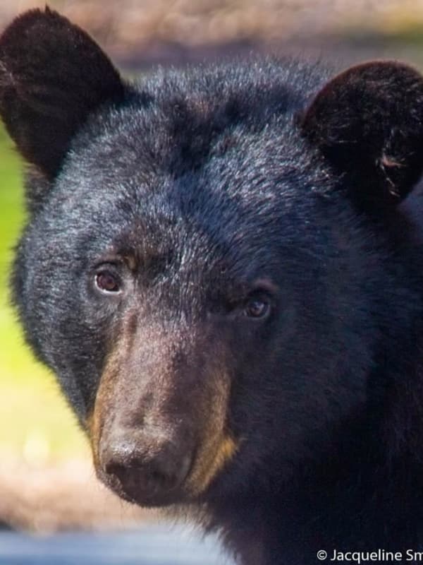 Black Bear Sighting Reported In Westport