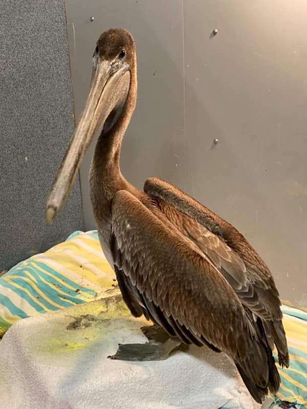 Pelicans Rescued In Montauk Could Soon Be On Their Way To Bask In Florida Sun