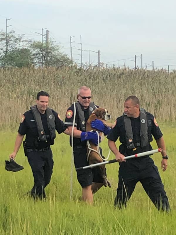 Dog Rescued After Being Stranded In Marsh In Nassau County