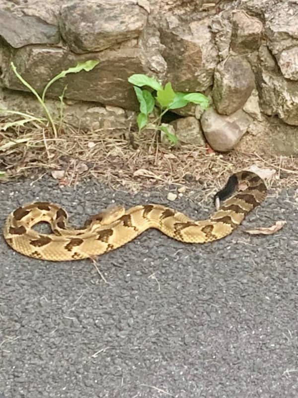 Rattlesnake Discovered In Driveway Of Rockland Residence