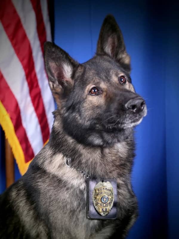 Toms River Police Mourn Loss Of Accomplished K-9 Officer Gunnar