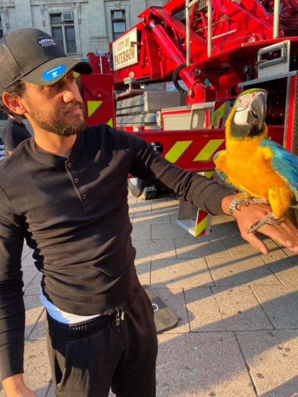 Firefighters Pluck Parrot From Perch Atop Paterson City Hall