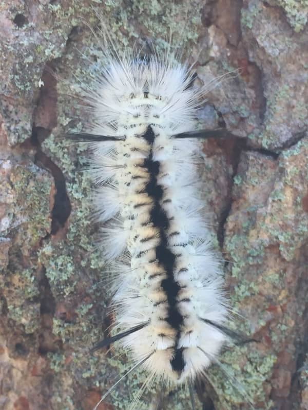 Residents In Four Hudson Valley Counties Report Seeing Venomous Caterpillars