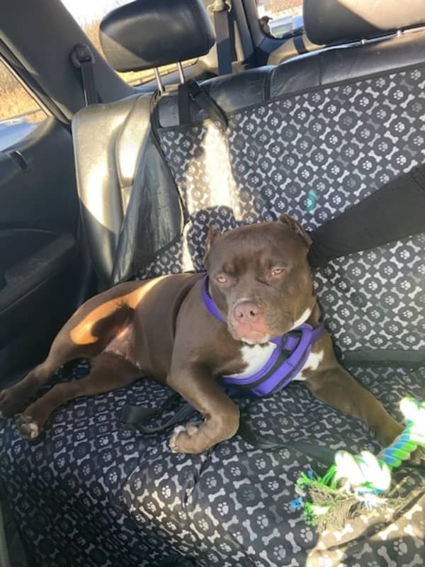 Dog Stolen During Home Burglary In Area
