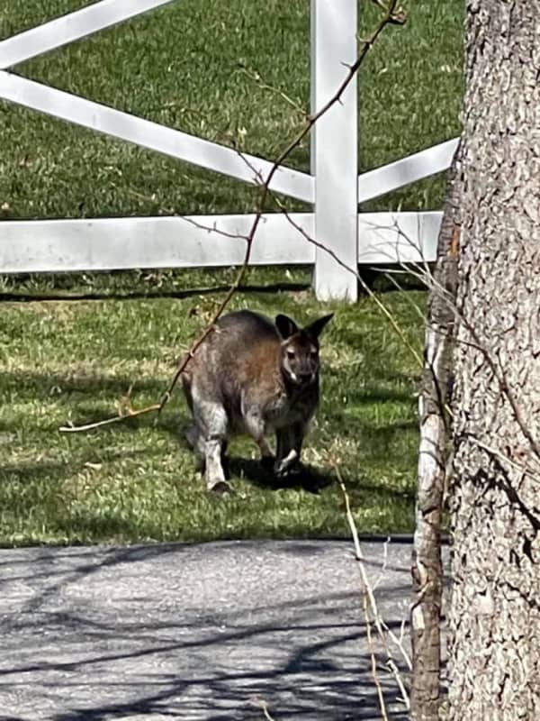 Police Corral Escaped Wallaby In Hudson Valley