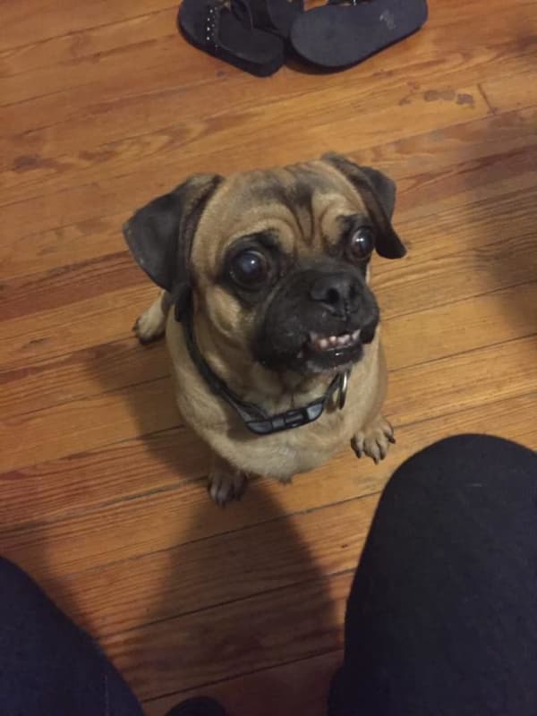 Have You Seen Me? Tiki The Dog Missing In Mount Vernon
