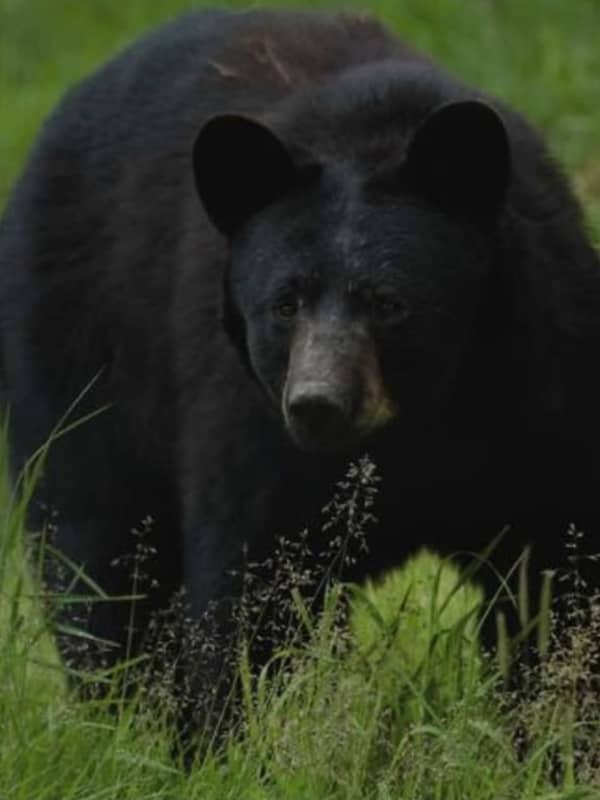 Black Bear Spotted On Busy Roadway In Westchester