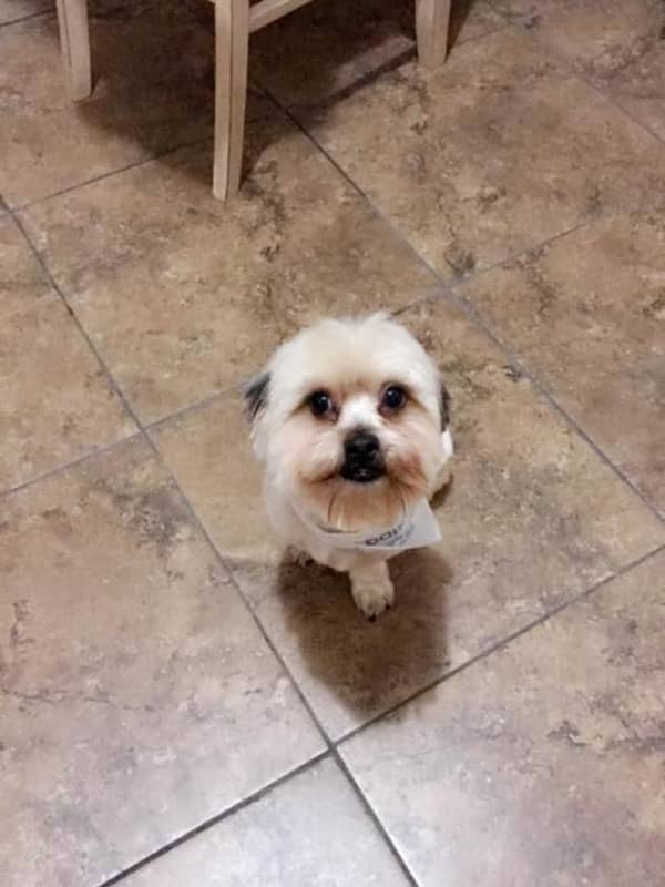 Lost In Yonkers: Family Hopes To Find Spartacus The Dog