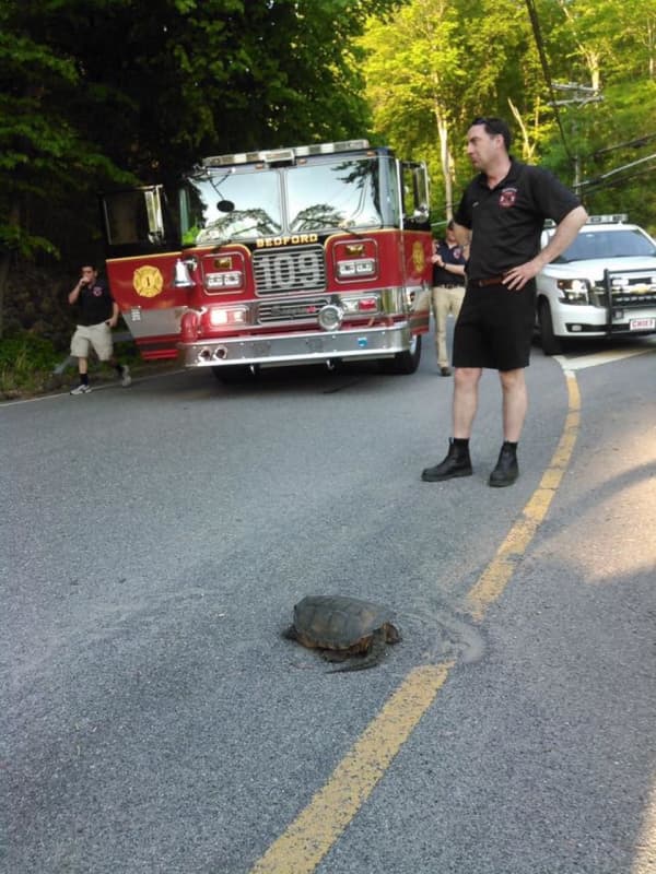 Turtle Crossing Advisory Issued For This Rockland Highway