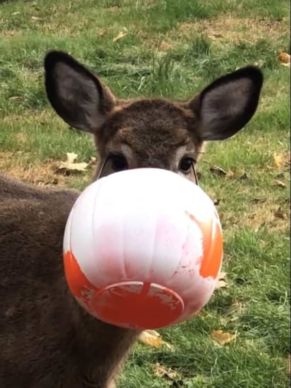 Deer Rescued In Putnam After Snout Gets Stuck In Halloween Bucket For Days