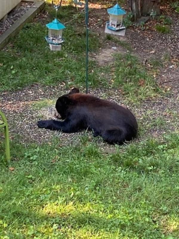 New Bear Sighting Reported In Area