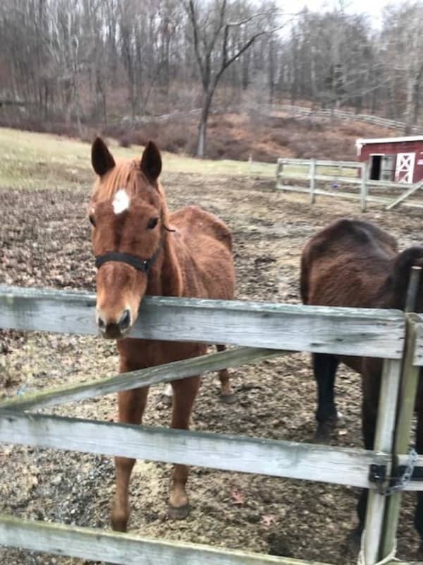 Man Charged With Animal Cruelty After Neglected Horses Found In Area