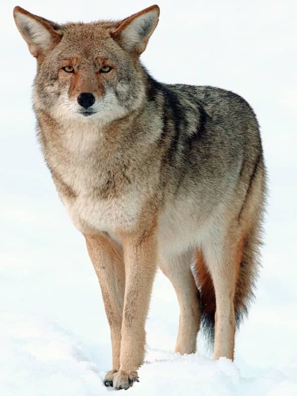 New Canaan Police Report Close Encounter Between Dog, Coyote