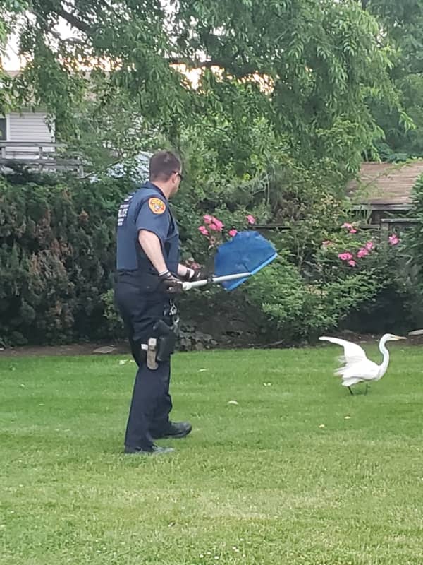 Photos: Egret Unable To Fly Or Walk Rescued In West Babylon
