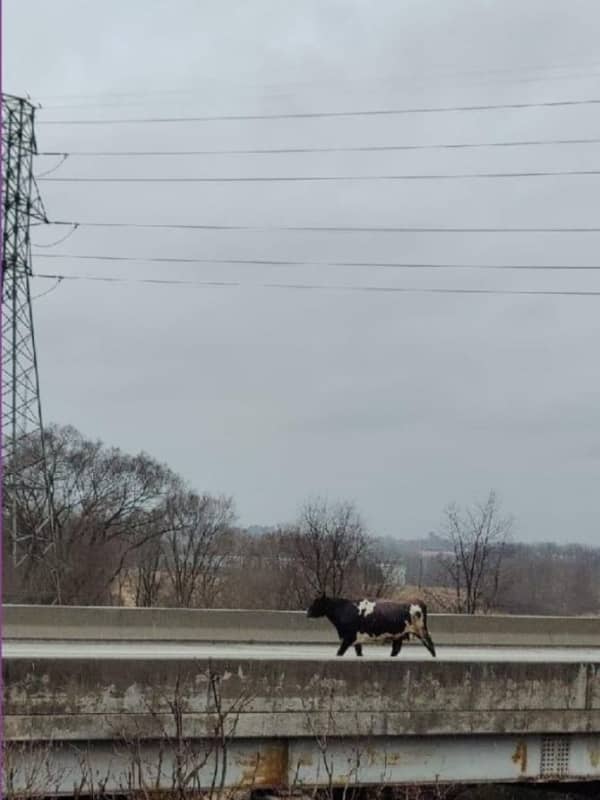 Holy Cow! 'Loose Cows' Halt Traffic On I-81 In Both Directions (Video): PA State Police