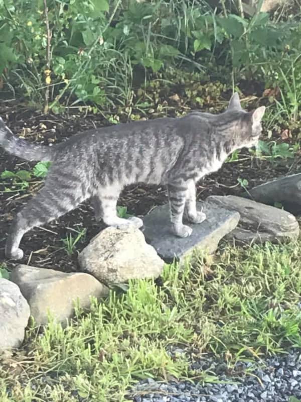 Know Her? Lost Cat Found In North Salem