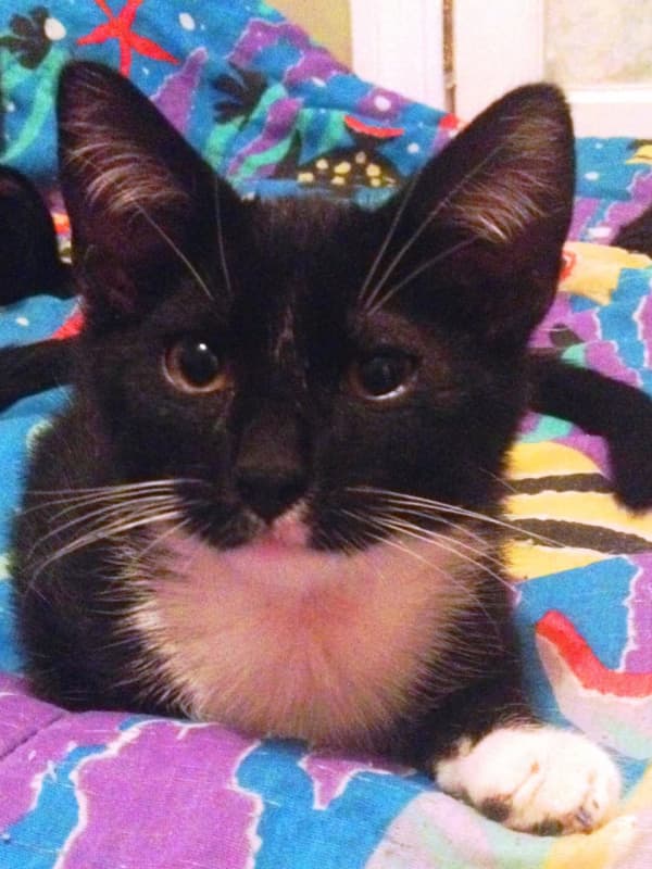 Seen It? Young Kitten Goes Missing In Mount Vernon